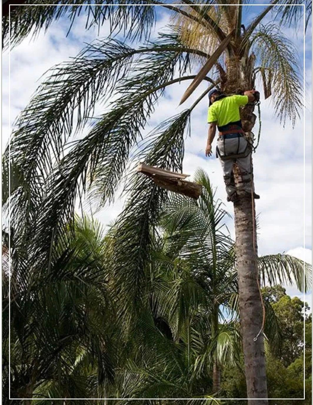 Hedge shrub and palm trimming by Amaya's Landscaping